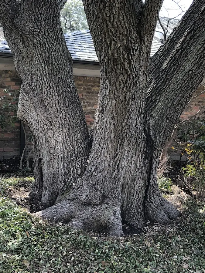 Mature heritage tree close to a Hoboken property cared for by certified arborists